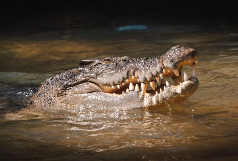 ¡¡AY TUUUUUUUUUUUUUUUUUUUUUUUU!! (Buscan Cocodrilos  en playas Dominicana, el cual escapó tras inundaciomnes)