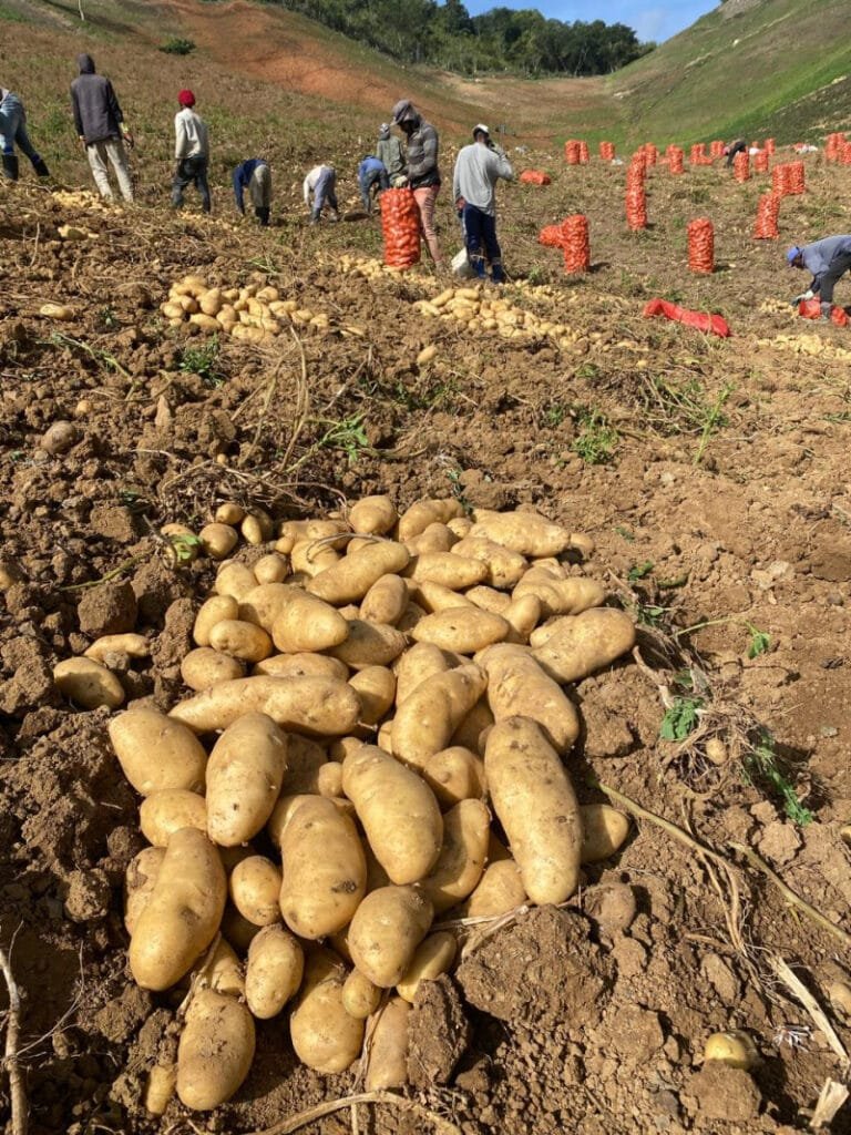 Gobierno iniciará compra total de papas en Tireo