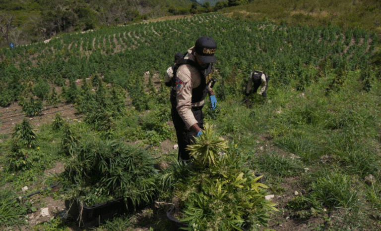¡¡¿AY TUUUUUUUUUUUUUUUUUUUU, Y ASÍ ES QUE ESTAMOS? (Tres personas detenidas tras desmantelamiento de plantación de marihuana) ¡¡¿AY TUUUUUUUUUUUUUUUUUUUU, Y ASÍ ES QUE ESTAMOS? (Tres personas detenidas tras desmantelamiento de plantación de marihuana)