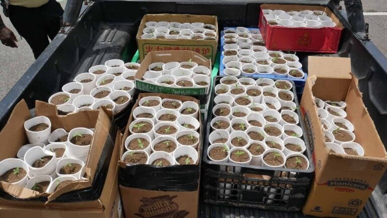 ¡¡DE DISTRITO ECOTURÍSTICO A SEMBRADÍO DE MARIGUANA!! (La DNCD decomisa 421 plantas de presunta marihuana y arresta a un hombre en La Cuaba)