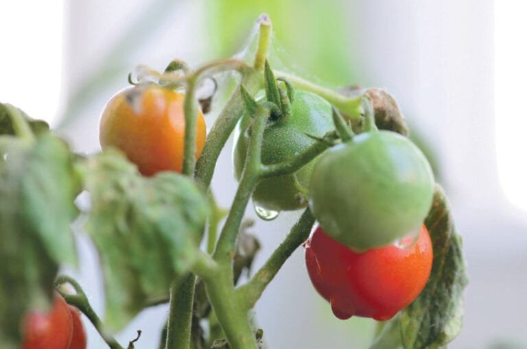 ¿Cuáles son los beneficios del tomate y por qué incluirlo en la alimentación?