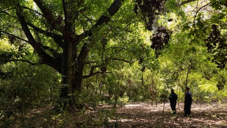 Parque Nacional Francisco Alberto Caamaño: donde la naturaleza y la historia se unen