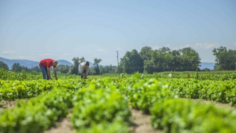 Así cambiará la capacidad del planeta para producir alimentos por el calentamiento global